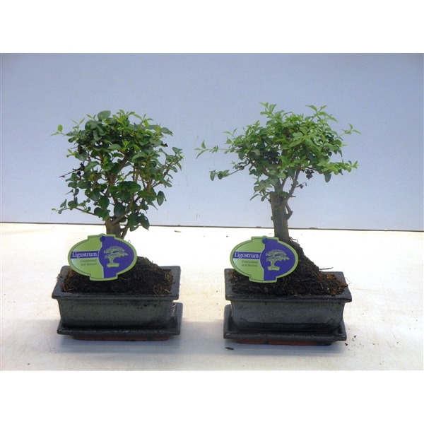 <h4>Ligustrum sinensis, 15cm., broom, with drip tray</h4>