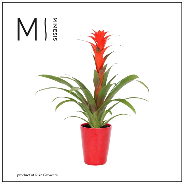 <h4>Mimesis Guzmania Calypso -13 cm in Florence</h4>