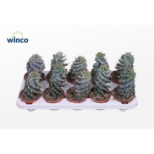 Cereus Peruvianus Tortuosus