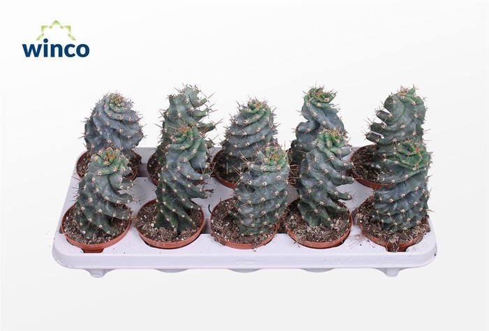 <h4>Cereus Peruvianus Tortuosus</h4>