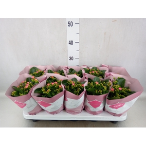 Kalanchoe blos. 'Favor Bella Rosa'