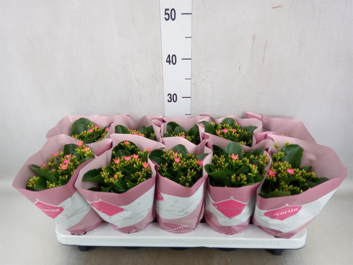 Kalanchoe blos. 'Favor Bella Rosa'