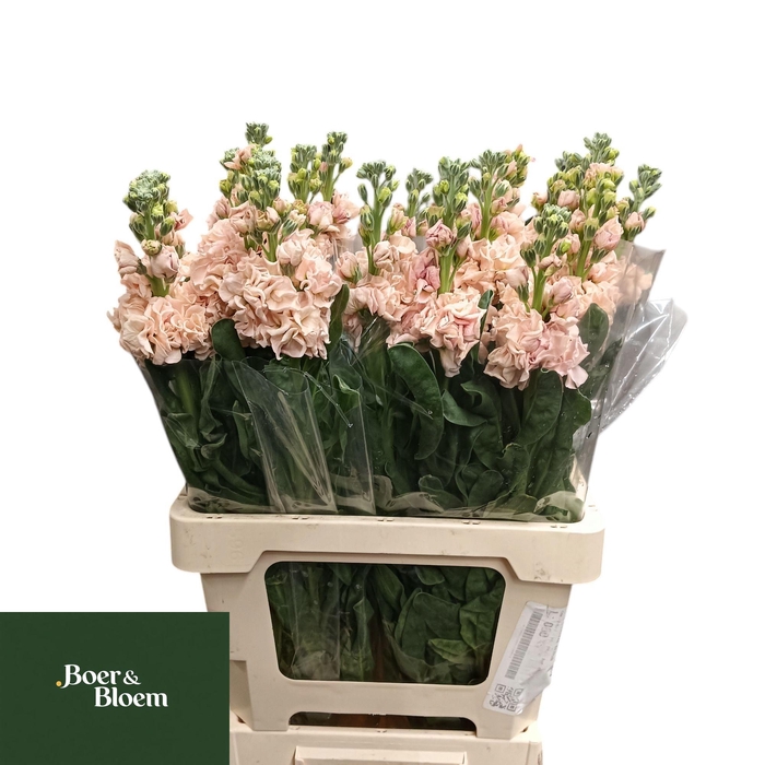 <h4>MATTH IRON APRICOT</h4>