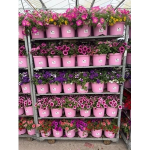 PERKPL GEM IN POT