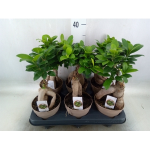 Ficus microcarpa 'Ginseng'