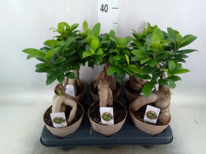 <h4>Ficus microcarpa 'Ginseng'</h4>