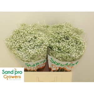 GYPS PA ZI DISCOVERY