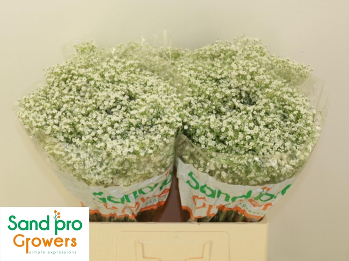 <h4>GYPS PA ZI DISCOVERY</h4>