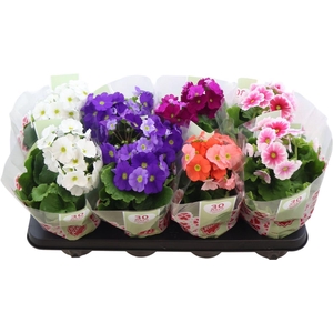 Primula Obconica Mix