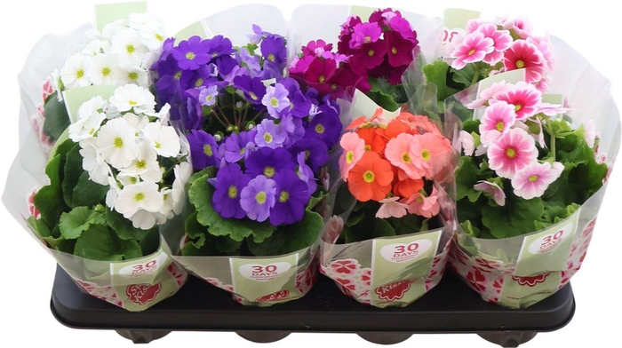 <h4>Primula Obconica Mix</h4>