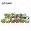 Sierra's® - Santiago Cactus Mix (Deluxe)