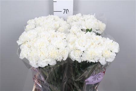 <h4>Di St Everest</h4>