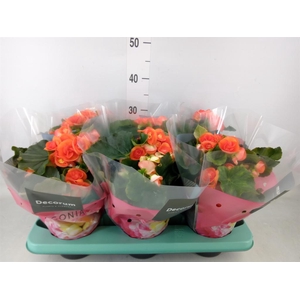 Begonia elat. DU 'Reina'