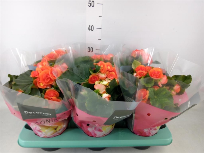 <h4>Begonia elat. DU 'Reina'</h4>