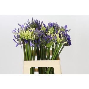 Agapanthus Mix