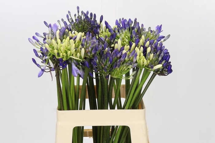<h4>Agapanthus Mix</h4>