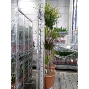 Dracaena   ...mix