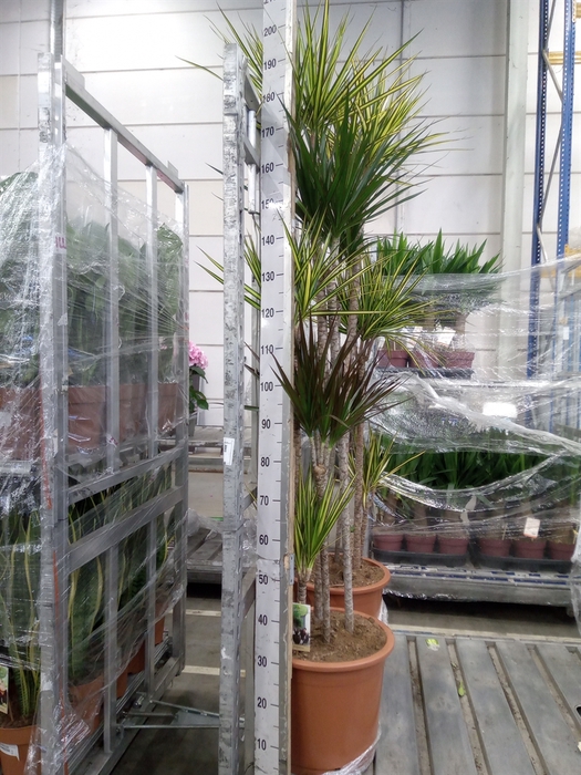 <h4>Dracaena   ...mix</h4>