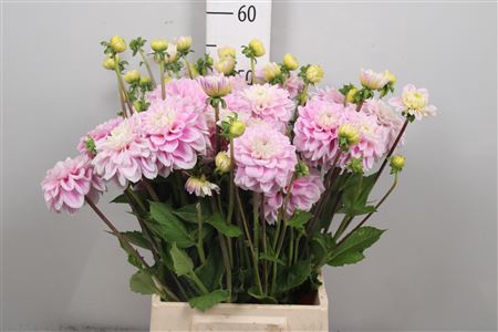 <h4>Dahl Sweet Love</h4>