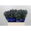 Eryngium Blue Dynamite