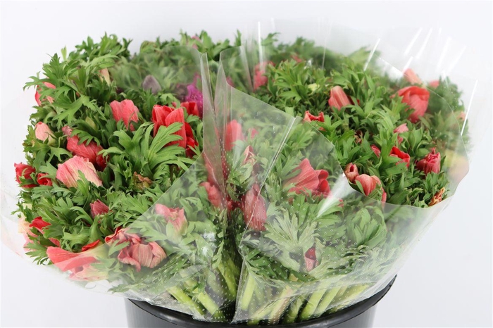 <h4>Anem Marianne Red</h4>