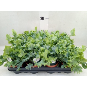 Phlebodium aureum 'Davana'