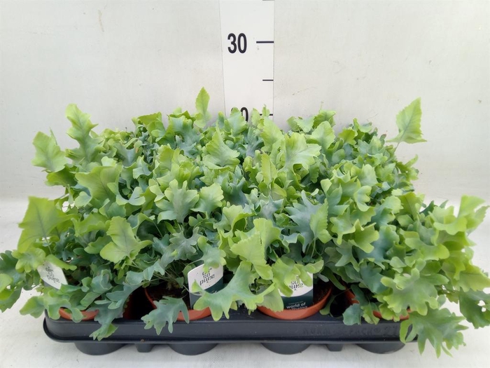 <h4>Phlebodium aureum 'Davana'</h4>