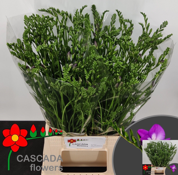 <h4>Fr En Costa</h4>