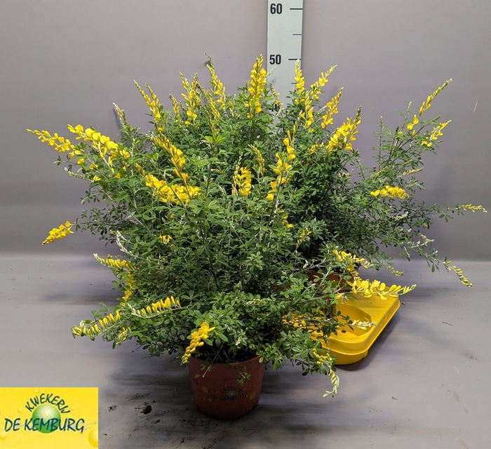 <h4>GENISTA X SP</h4>