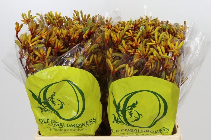 <h4>Anigozanthos Orange Velvet</h4>