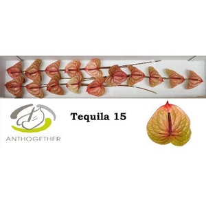 Anthurium andr. 'Tequila'