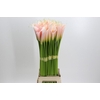 Zantedeschia Eydolls Salmon
