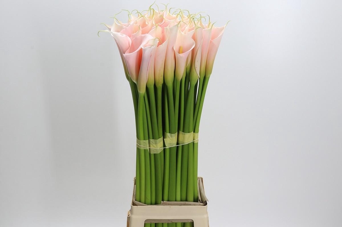 <h4>Zantedeschia Eydolls Salmon</h4>