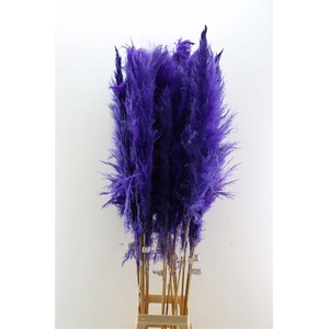 Dried Cortaderia Dadang Lilac 180cm P Stem