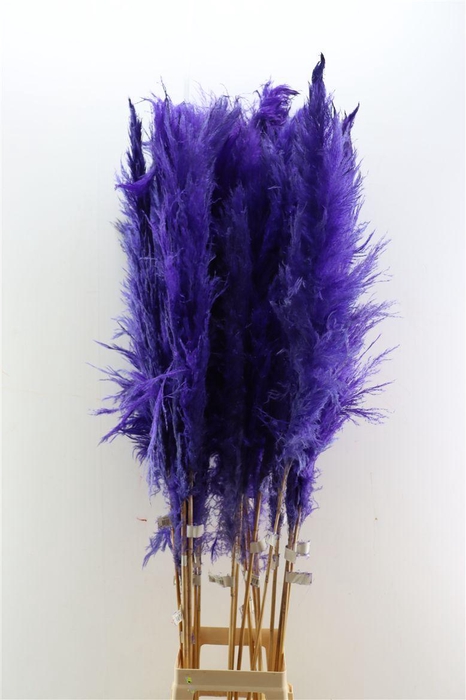 <h4>Dried Cortaderia Dadang Lilac 180cm P Stem</h4>