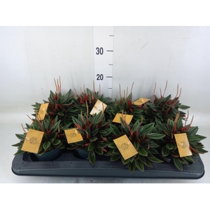 Peperomia caperata 'Rosso'