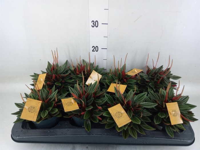 <h4>Peperomia caperata 'Rosso'</h4>