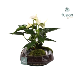 Green Bottle Iris Medium met anthurium wit