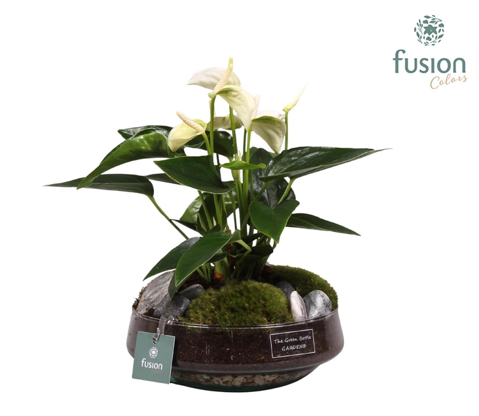 <h4>Green Bottle Iris Medium met anthurium wit</h4>