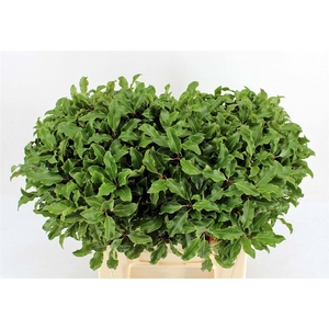Pitto Groen 45 Cm Per Tak