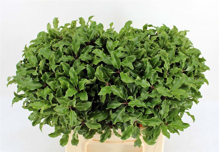 <h4>Pitto Groen 45 Cm Per Tak</h4>