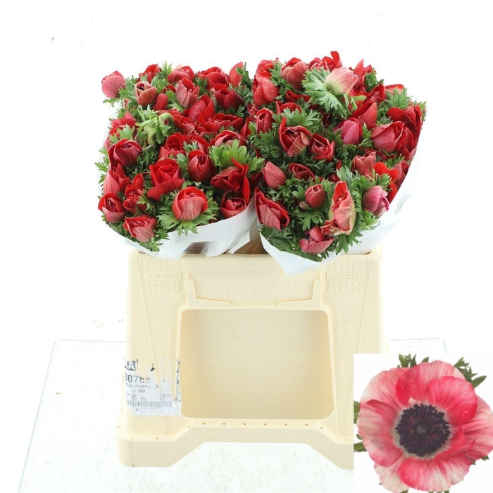 <h4>ANEM CO MIS + RED</h4>