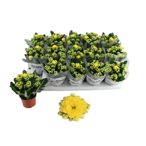 Kalanchoe Calandiva Bleeth