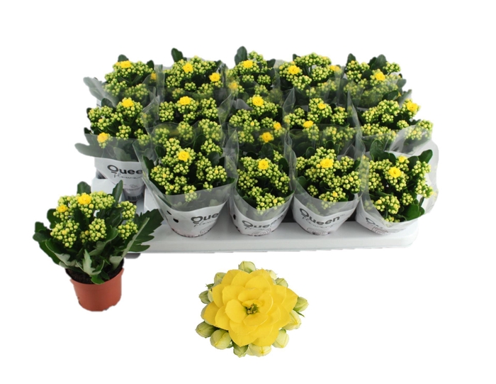<h4>Kalanchoe Calandiva Bleeth</h4>