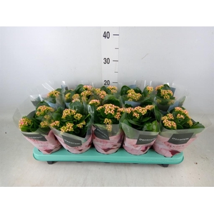 Kalanchoe blos. 'Serenity Rosa'