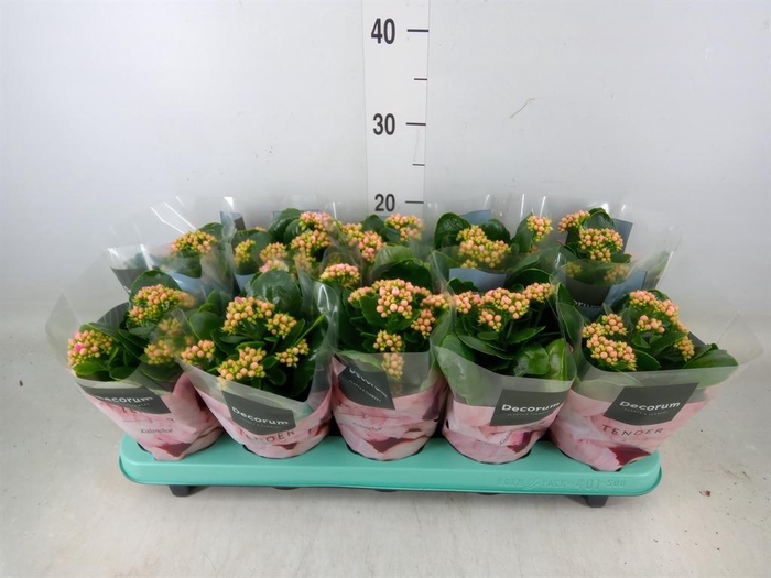 <h4>Kalanchoe blos. 'Serenity Rosa'</h4>