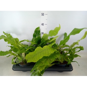 Microsorum musifolium 'Crocodyllus'