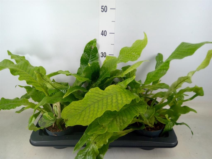 <h4>Microsorum musifolium 'Crocodyllus'</h4>