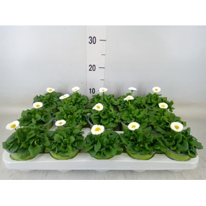 Bellis perennis 'Rusher White'