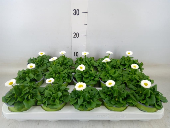 <h4>Bellis perennis 'Rusher White'</h4>